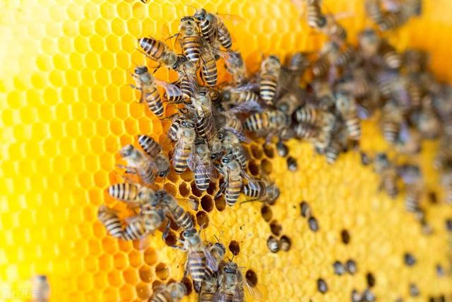 蜜蜂最怕什么味道会跑，蜜蜂害怕的气味有哪些？
