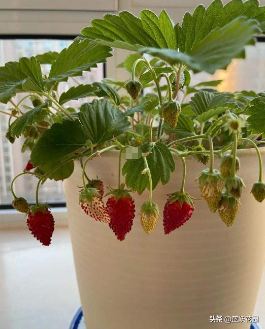 草莓一年四季都可以结果吗，草莓四季结果种植技巧？