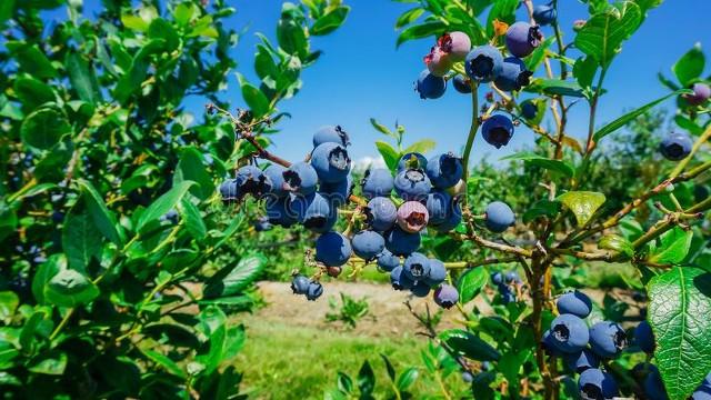 黑珍珠蓝莓品种优缺点，黑珍珠蓝莓栽培技巧？