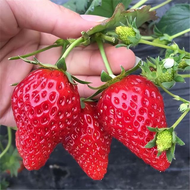四季草莓苗一年四季都结果吗，四季草莓苗结果时间？