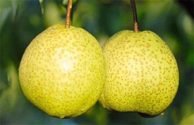 月份成熟梨有哪几种，6月份成熟梨品种有哪些？"