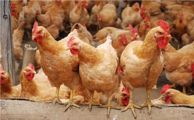 鸡感冒几天恢复正常，鸡感冒康复时间？