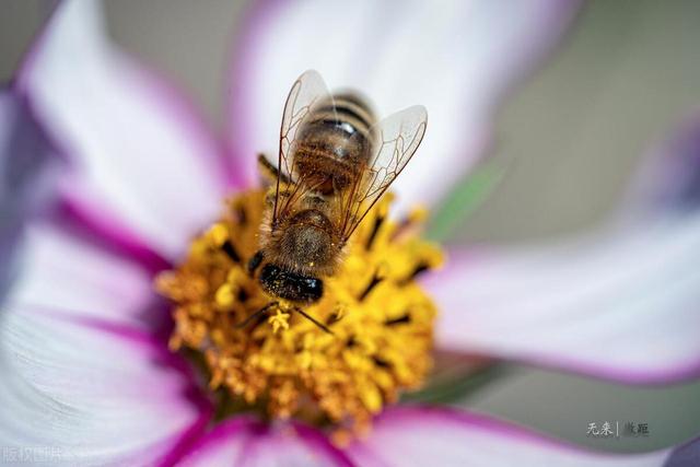 蜜蜂最怕什么味道会跑，蜜蜂害怕的气味有哪些？