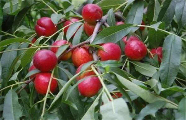 油桃是怎么培育出来的，油桃栽培技巧？
