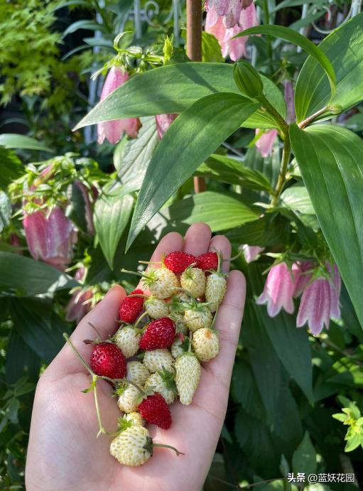 草莓一年四季都可以结果吗，草莓四季结果种植技巧？