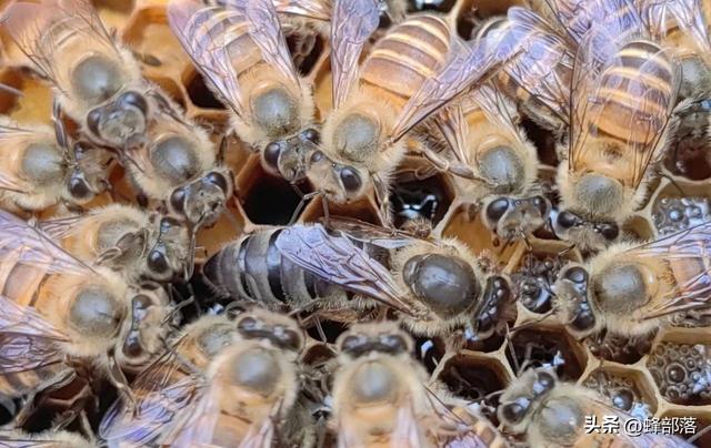 太湖中蜂，太湖中蜂养殖？