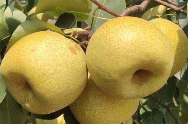 月份成熟梨有哪几种，6月份成熟梨品种有哪些？"
