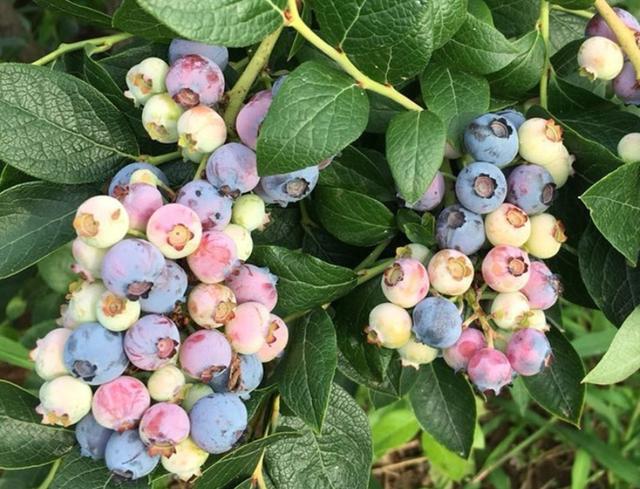 蓝莓必须要种两棵才能结果吗，蓝莓种植需两棵方能结果吗？