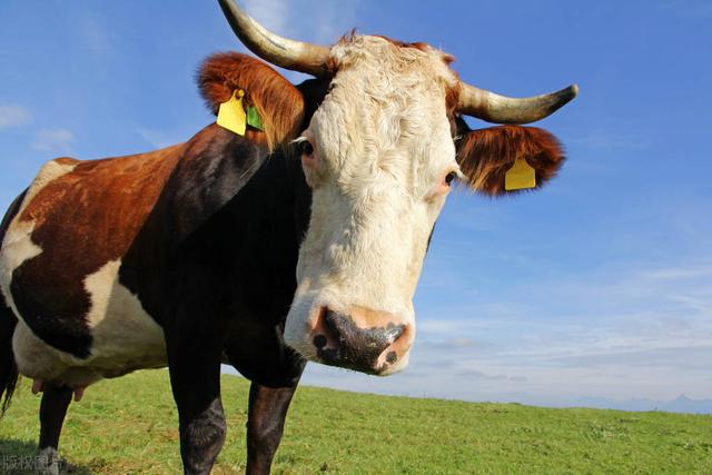 牛不爱吃草什么原因，牛为什么不爱吃草？