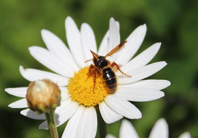 蜜蜂为什么要采蜜，蜜蜂采蜜的原因？