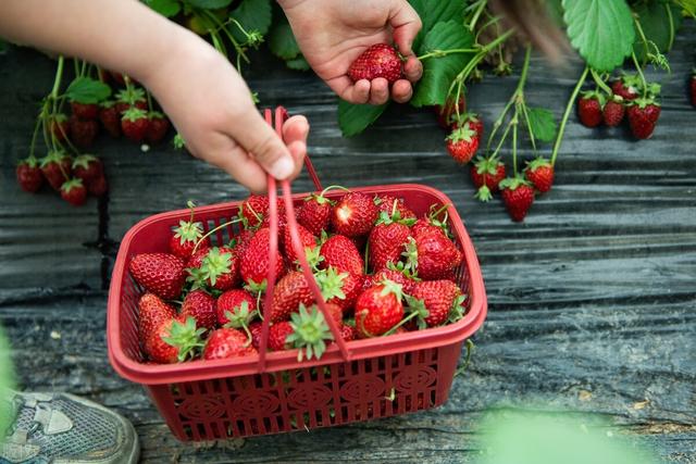 草莓几代苗结果最好，草莓栽培技巧分享？