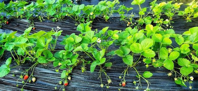 草莓几代苗结果最好，草莓栽培技巧分享？