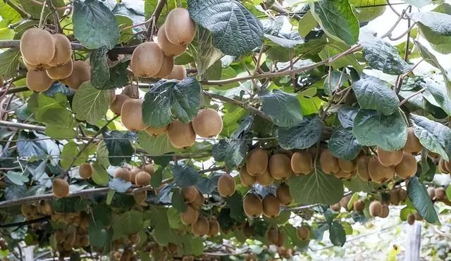 家里种猕猴桃树大忌，猕猴桃树种植注意事项？