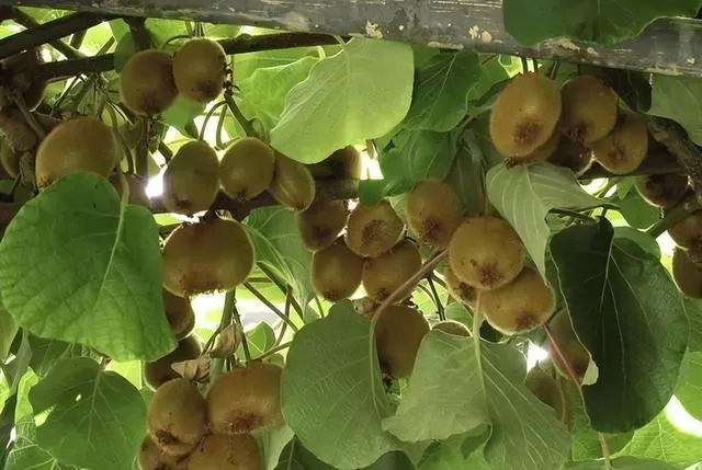 家里种猕猴桃树大忌，猕猴桃树种植注意事项？