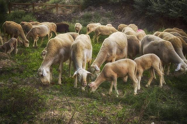 养殖山羊的前景如何，山羊养殖的发展前景？