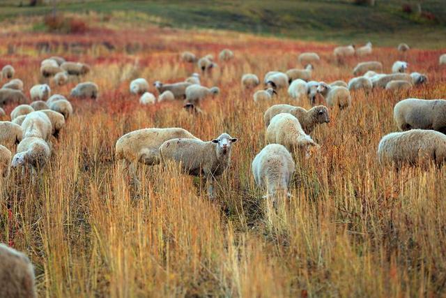 养殖山羊的前景如何，山羊养殖的发展前景？
