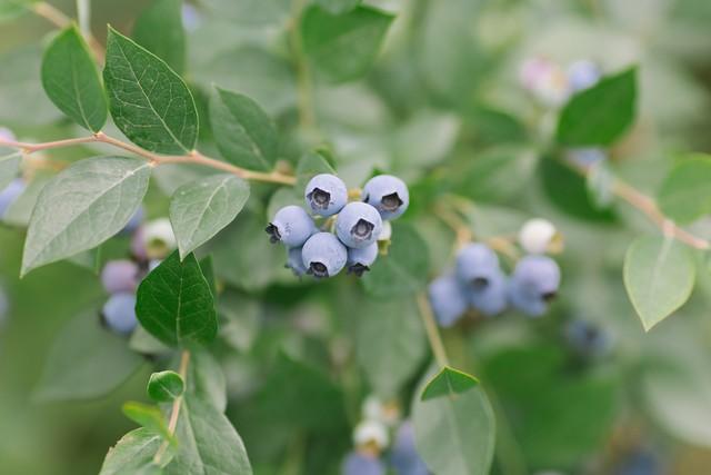 蓝莓什么时候种植最好，蓝莓种植时间选择？